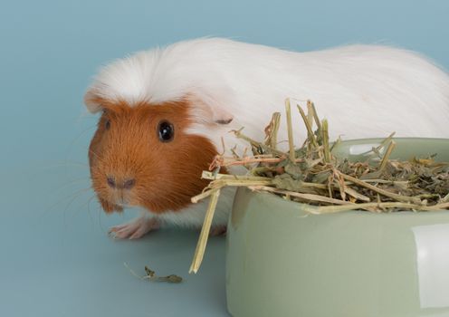 guinea pig rodent domestic animal