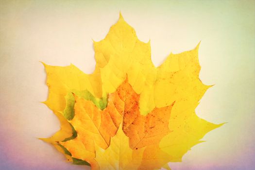Maple Leaves of Diverse Colors Representing Multi-Culturalism, C