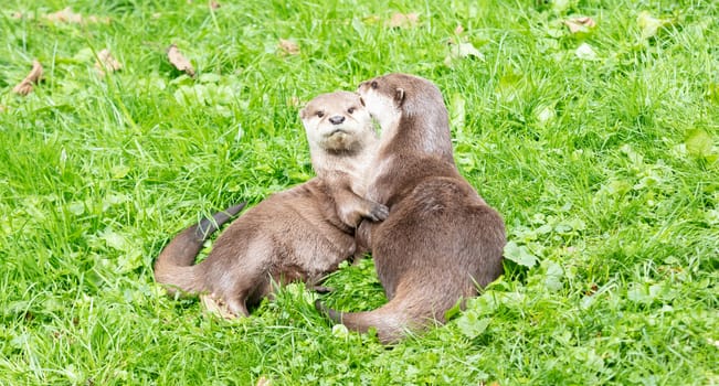 Portrait of two oriental short clawed otters cuddling