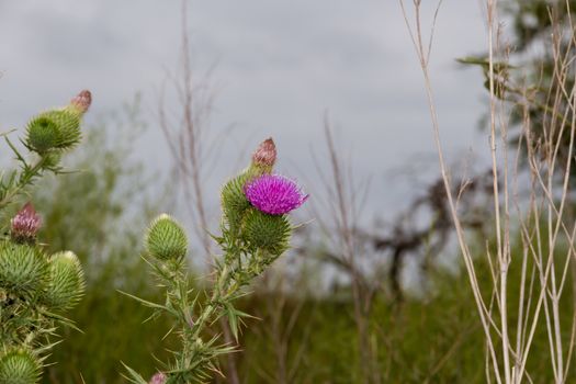 thistles in bloom in the wild meadow in spring