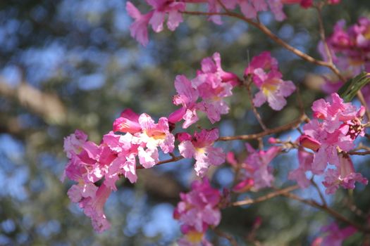 lapacho en flor primavera