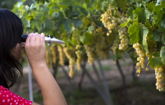 Farmer measure grape sweetness with refractometer.
