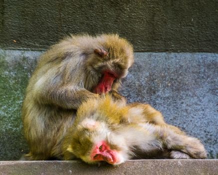 japanese macaque couple grooming, typical social primate behavior, tropical monkeys from Japan