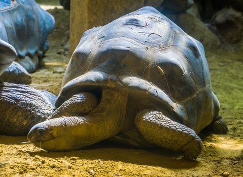 portrait of a giant aldabra tortoise, worlds largest land dwelling turtle specie from madagascar, Vulnerable tropical animal species
