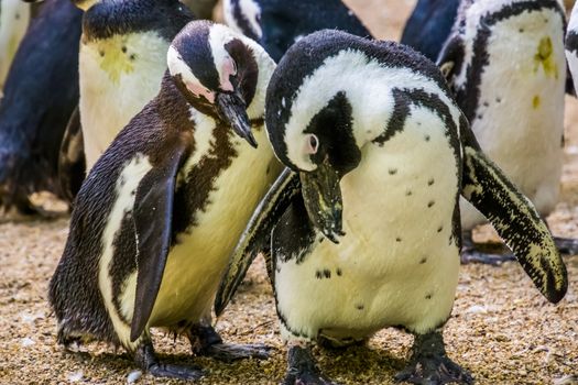 african penguin couple together, flightless birds from Africa, Endangered animal specie
