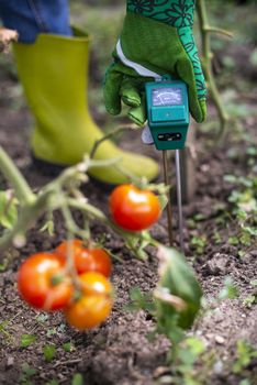 Moisture meter tester in soil. Measure soil for humidity on toma