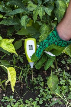 Moisture meter tester in soil. Measure soil for humidity with di