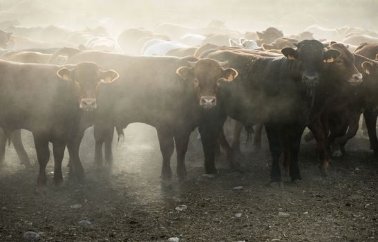Calves in farm