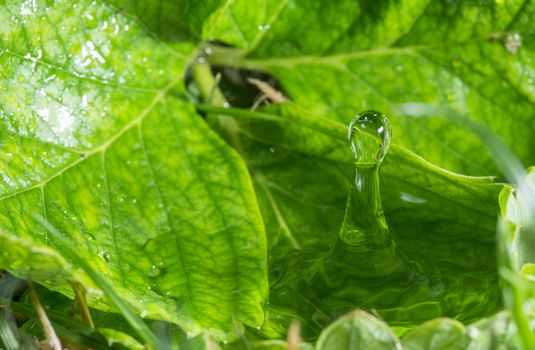Water drop in the nature. Water on green leaf