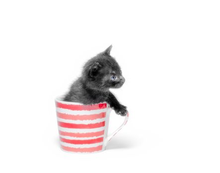little cute black kitten sitting in a cup isolated on white back