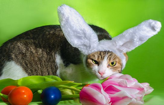 cat with overhead ears depicts an Easter rabbit among the flowers of pink tulips and colorful eggs on a bright green background