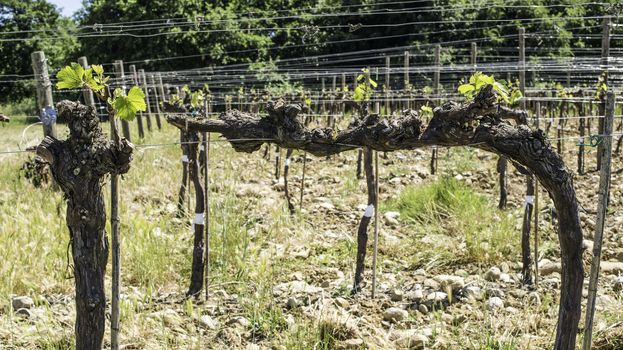 Budding vineyards