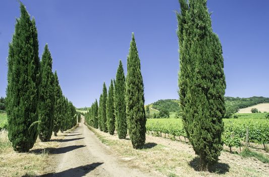 Roads in Tuscany