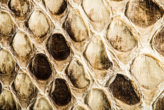 Texture of genuine snakeskin