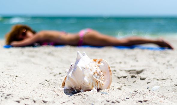 large ocean shell on the sand against the background of a tannin