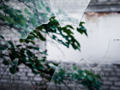 view of a tree branch through a broken dirty glass