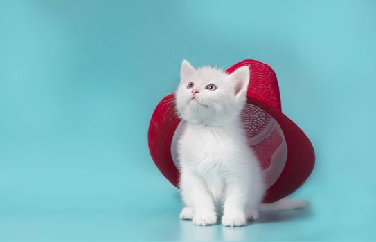 white fluffy kitten under a red summer hat on a turquoise background