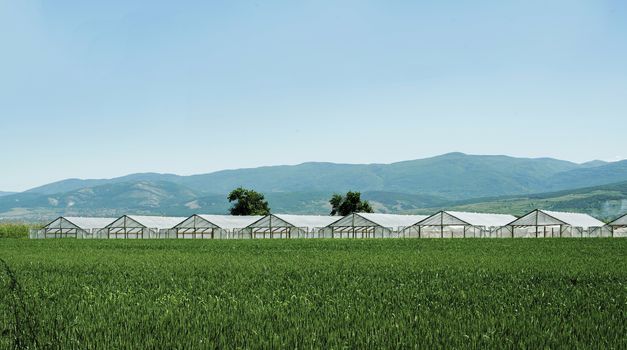 Greenhouse plantation and cultivated land