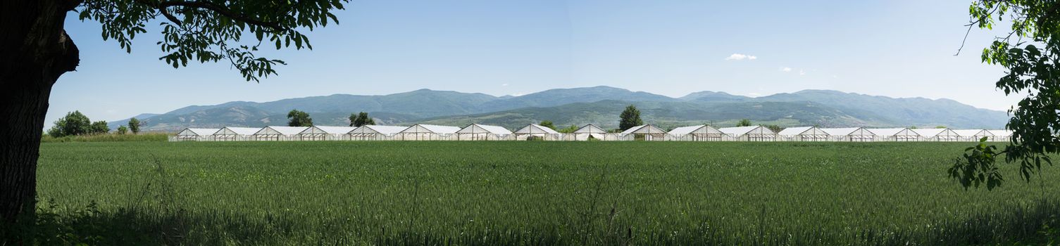 Greenhouse plantation and cultivated land