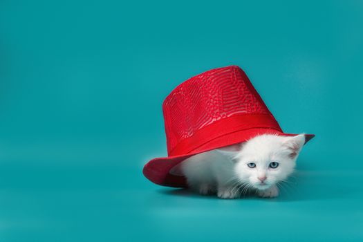 white fluffy kitten under a red summer hat on a turquoise background