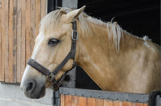 horse in a stable at a farm closeup