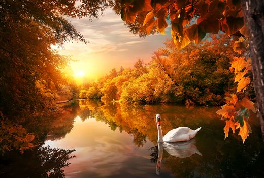 Swan on autumn pond