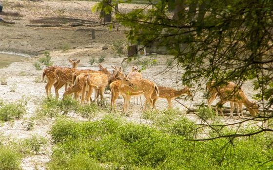 A herd of fallow deer or Chital ( hoofed ruminant mammals – Cervidae family) spotted in the midst Of picturesque greenery forest back drops. Bhadra Wildlife Sanctuary, Karnataka, Western Ghats, India.