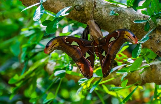 closeup of a atlas moth, colorful big insect specie from the forest of Asia, tropical pet