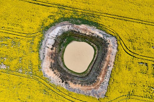 Aerial canola field views down onto diminishing waterhole