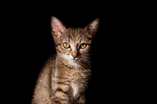 Portraite of Little Outbred Kitten over Black Background