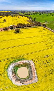 Panoramic aerial views of canola and grazing fields in rural Aus