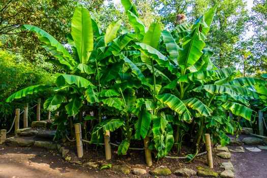 many banana plants in a tropical garden, nature and horticulture background