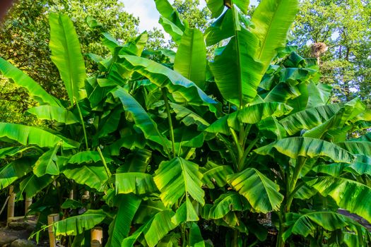 closeup of banana plants in a tropical garden, nature and horticulture background