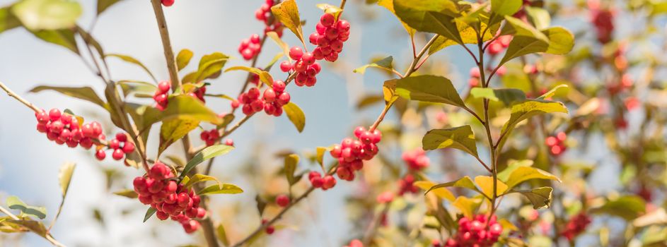 Panoramic beautiful Texas Winterberry Ilex Decidua red fruits on tree branches on sunny fall day