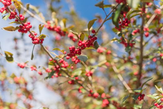 Texas Winterberry Ilex Decidua red fruits on tree branches on sunny fall day