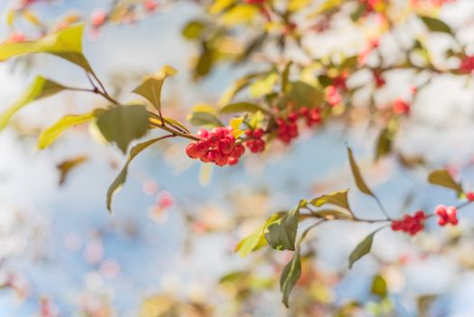 Texas Winterberry Ilex Decidua red fruits on tree branches on sunny fall day