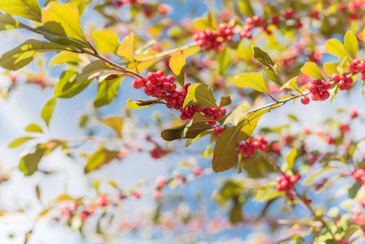 Beautiful Texas Winterberry Ilex Decidua red fruits on tree branches on sunny fall day