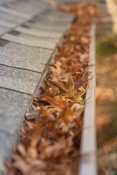 Blocked gutter full of autumn dried leaves and debris clogging in Texas, America