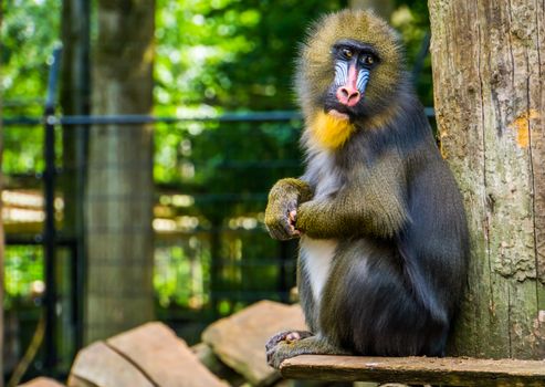 cute mandrill looking towards camera, vulnerable baboon specie from Africa