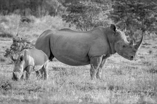 White rhino mother and baby calf in the grass.