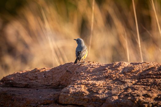 Cape rock thrush standing on a termite mount.