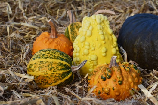 Warted and ornamental gourds on fresh straw