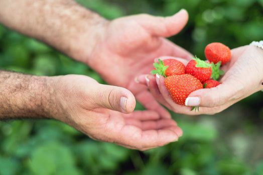 Farmer hands and woman hands holding handful of ripe strawberries, farm field in background.