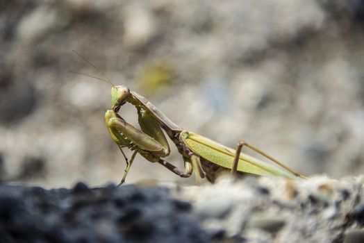 A green mantis illuminated by sunlight sits on the rocks
