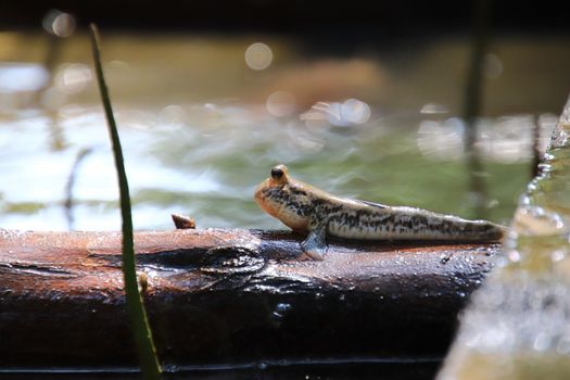 Close up mudskipper fish,Amphibious fish Lying on a log and looking at camera in the mangrove forest