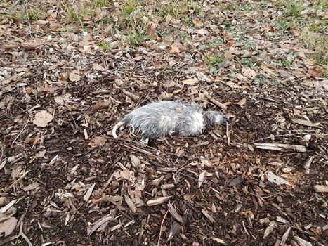 dead opossum on ground with wood chips