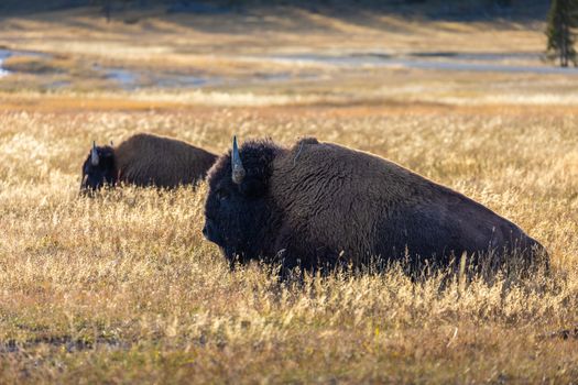 American bisons in grass field of Yellowstone National Park.