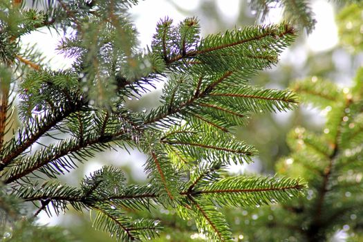 branches of spruce, covered with rain drops. Photographed close-up.