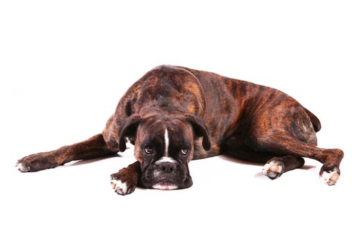 a Beautiful boxer in white background