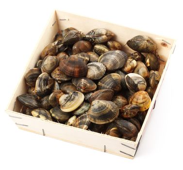 isolated fresh clams  in white background